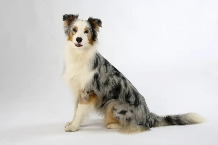Framed Print : Australian Shepherd, blue-merle, lateral
