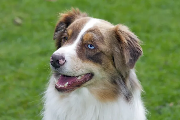 Framed Print : Australian Shepherd, dog, dogs