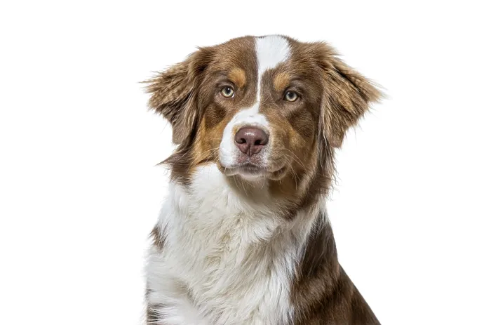 Framed Print : Australian shepherd dog head and shoulders portrait on a white studio background