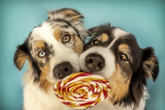 Framed Print : Two australian shepherd dogs interacting with a lollipop Framed Print : Two australian shepherd dogs interacting with a lollipop