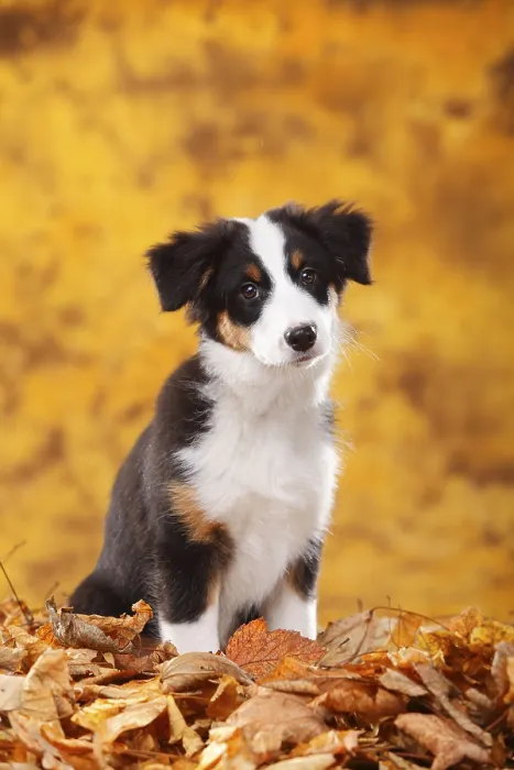 Framed Print : Australian Shepherd, puppy, 13 weeks Framed Print : Australian Shepherd, puppy, 13 weeks