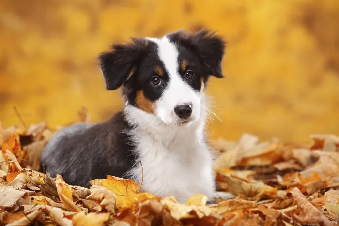 Framed Print : Australian Shepherd, puppy, 13 weeks