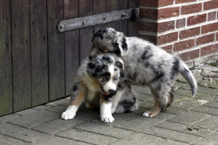 Framed Print : Australian Shepherd puppy Framed Print : Australian Shepherd puppy