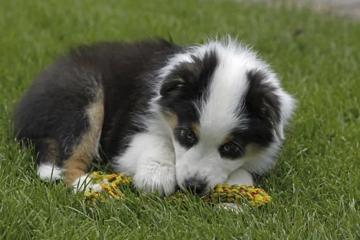 Framed Print : Australian Shepherd puppy
