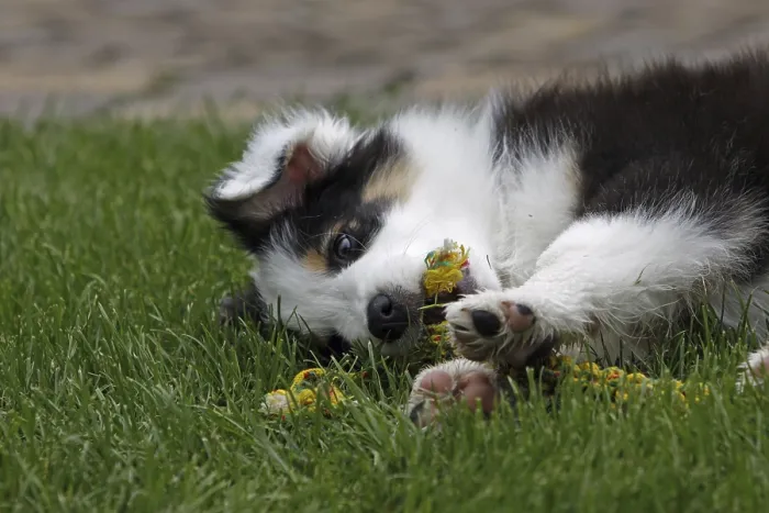 Framed Print : Australian Shepherd puppy