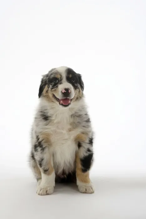 Framed Print : Australian Shepherd, puppy, 7 weeks Framed Print : Australian Shepherd, puppy, 7 weeks