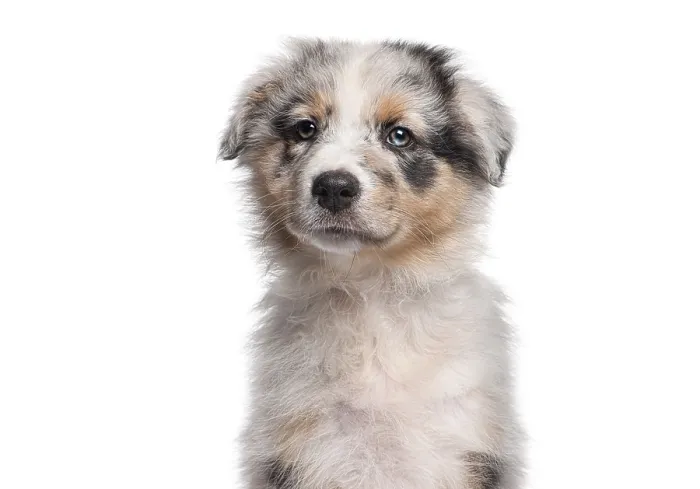 Framed Print : Australian shepherd puppy looking directly at camera