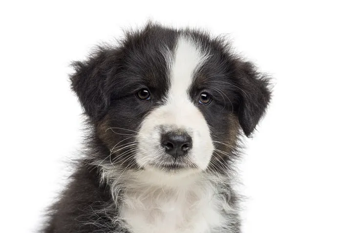 Framed Print : Australian shepherd puppy looking directly at the camera on a white background