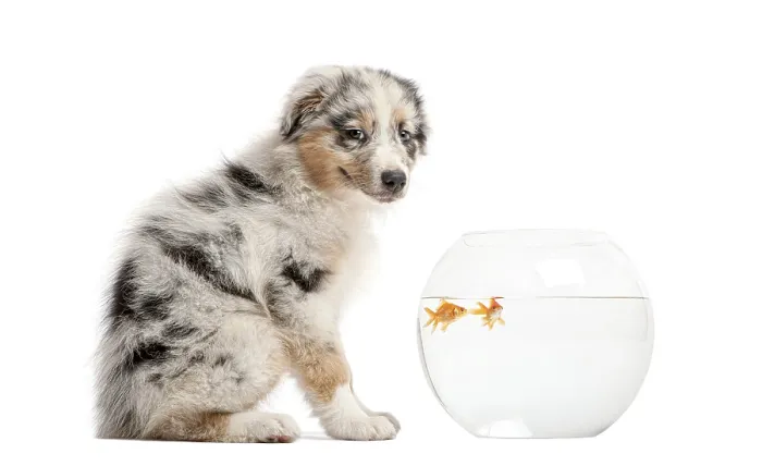 Framed Print : Australian shepherd puppy observing goldfish in a glass fishbowl with a curious expression Framed Print : Australian shepherd puppy observing goldfish in a glass fishbowl with a curious expression