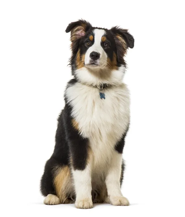 Framed Print : Australian shepherd sitting against white background Framed Print : Australian shepherd sitting against white background