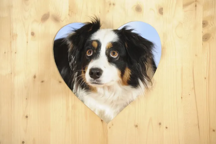 Framed Print : Australian Shepherd, tricolor, bitch looking through wooden wall with heart