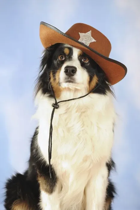 Framed Print : Australian Shepherd, tricolor, bitch with sheriff's hat