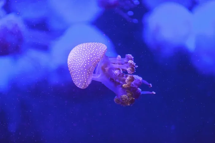 Framed Print : Australian spotted jelly, Phyllorhiza punctata Framed Print : Australian spotted jelly, Phyllorhiza punctata