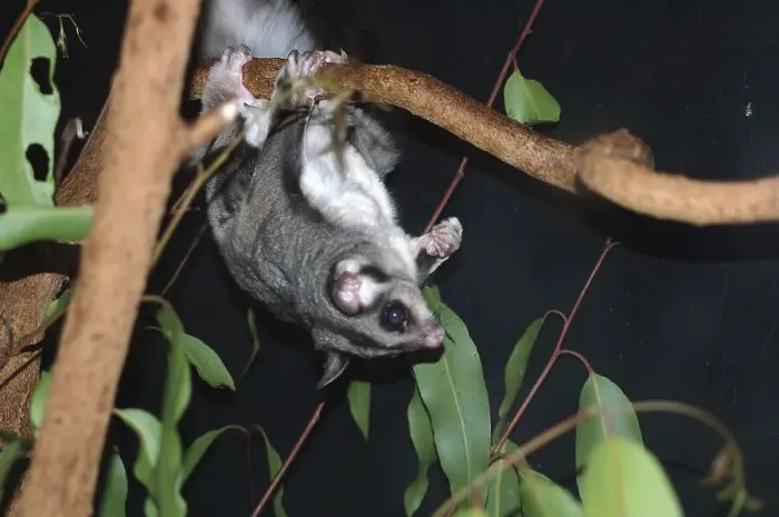 Framed Print : Australian sugar glider, Petaurus breviceps Framed Print : Australian sugar glider, Petaurus breviceps