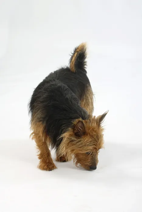 Framed Print : Australian Terrier sniffing the ground