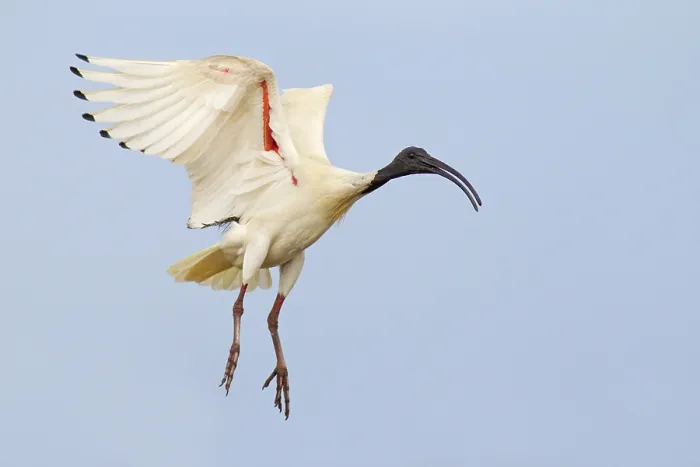 Framed Print : Australian White Ibis (Threskiornis molucca) flying Framed Print : Australian White Ibis (Threskiornis molucca) flying