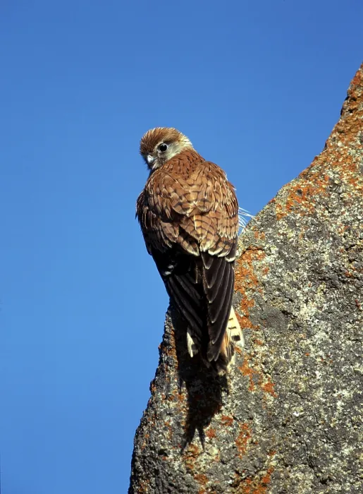 Framed Print : Australien Kestrel, Australia (Falco cenchroides)