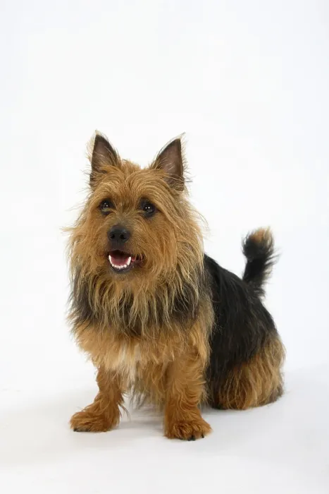 Framed Print : Australischer Terrier Framed Print : Australischer Terrier