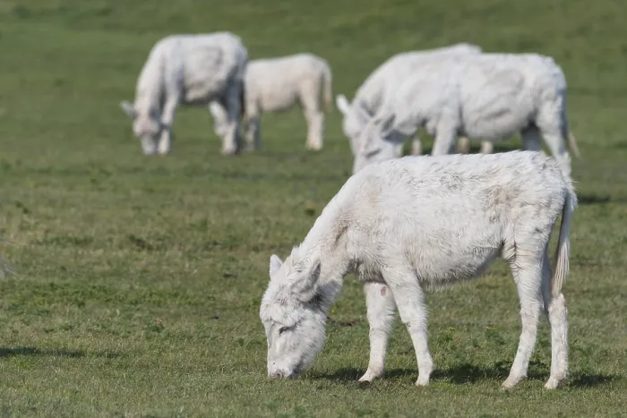 Framed Print : Austria-Hungarian white donkey (Equus asinus asinus)