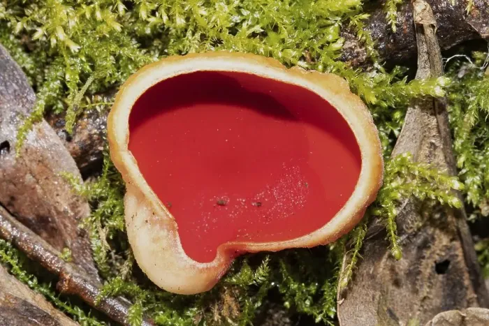 Framed Print : Austrian Goblet red fruiting body in green moss Framed Print : Austrian Goblet red fruiting body in green moss