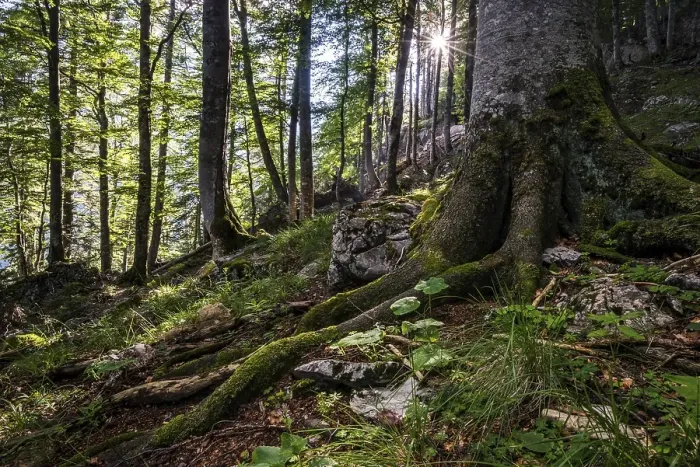 Framed Print : Austria's last primeval forests