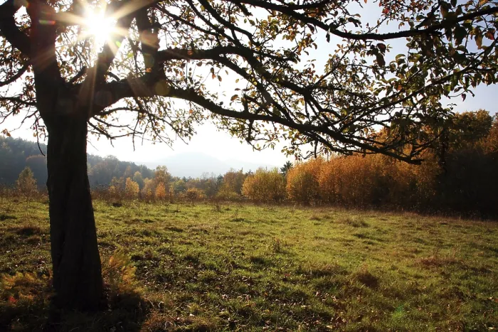 Framed Print : Autumn