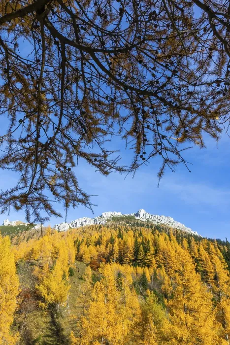Framed Print : Autumn atmosphere, larch forest with autumn leaves