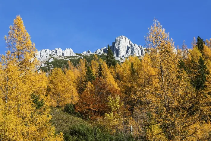 Framed Print : Autumn atmosphere, larch forest with autumn leaves