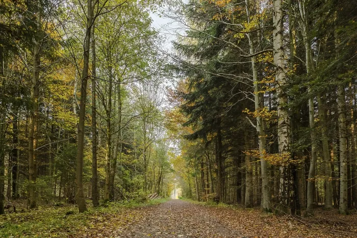 Framed Print : Autumn atmosphere in urban forest