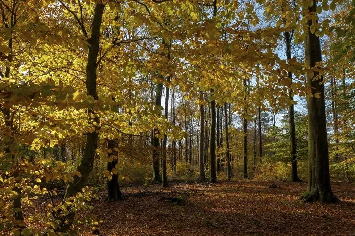 Framed Print : Autumn beech (Fagus) forest