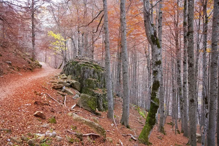 Framed Print : Autumn beech fall forest in Pyrenees Valle de Ordesa Huesca Spain