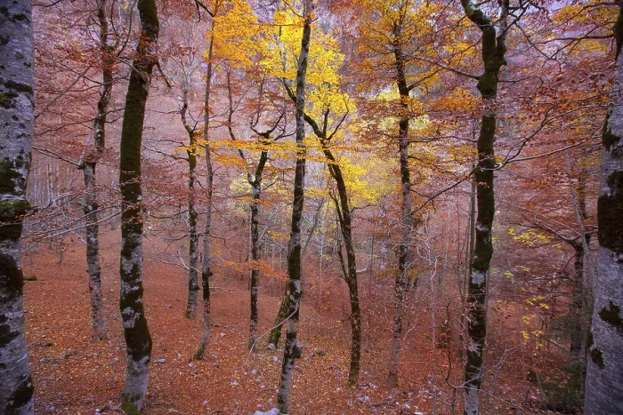 Framed Print : Autumn beech fall forest in Pyrenees Valle de Ordesa Huesca Spain Framed Print : Autumn beech fall forest in Pyrenees Valle de Ordesa Huesca Spain