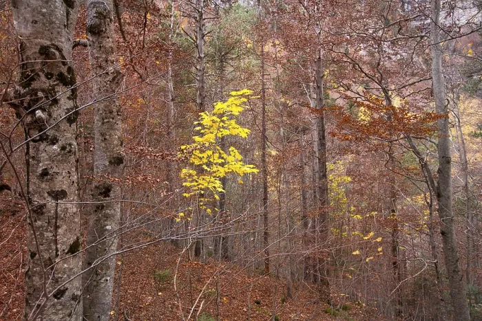 Framed Print : Autumn beech fall forest in Pyrenees Valle de Ordesa Huesca Spain