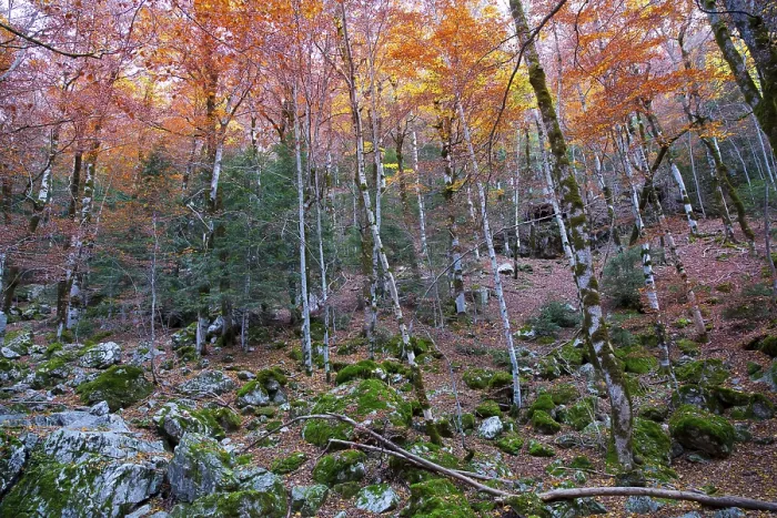Framed Print : Autumn beech fall forest in Pyrenees Valle de Ordesa Huesca Spain Framed Print : Autumn beech fall forest in Pyrenees Valle de Ordesa Huesca Spain