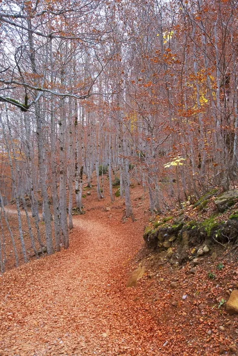 Framed Print : Autumn beech fall forest in Pyrenees Valle de Ordesa Huesca Spain Framed Print : Autumn beech fall forest in Pyrenees Valle de Ordesa Huesca Spain