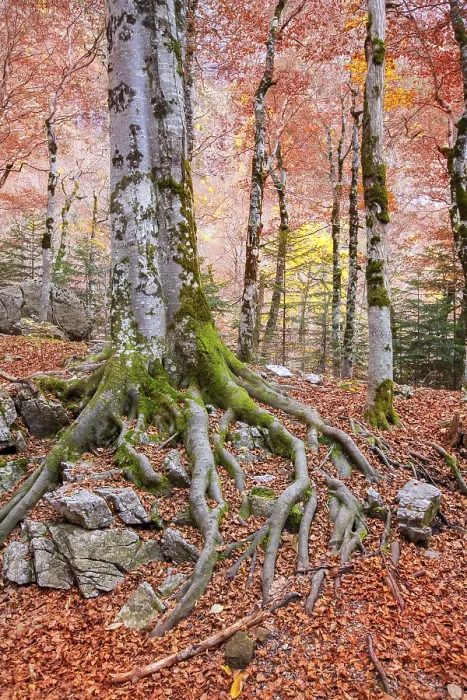 Framed Print : Autumn beech fall forest in Pyrenees Valle de Ordesa Huesca Spain