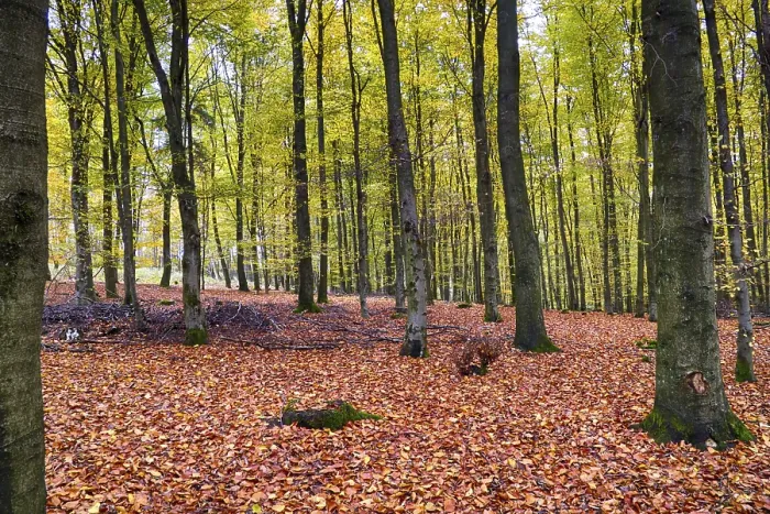 Framed Print : Autumn in the beech forest