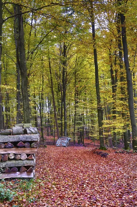 Framed Print : Autumn in the beech forest Framed Print : Autumn in the beech forest