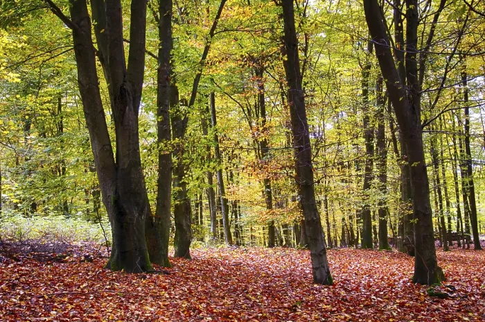 Framed Print : Autumn in the beech forest Framed Print : Autumn in the beech forest