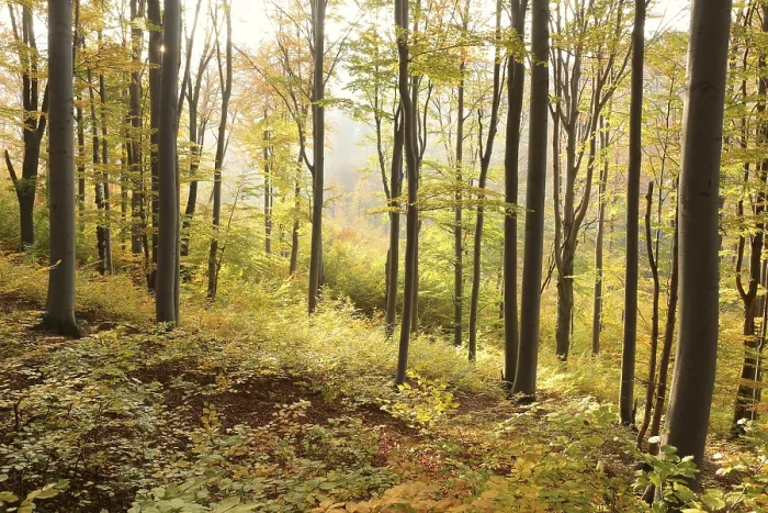Framed Print : Autumn beech forest on the mountain slope during sunrise Framed Print : Autumn beech forest on the mountain slope during sunrise
