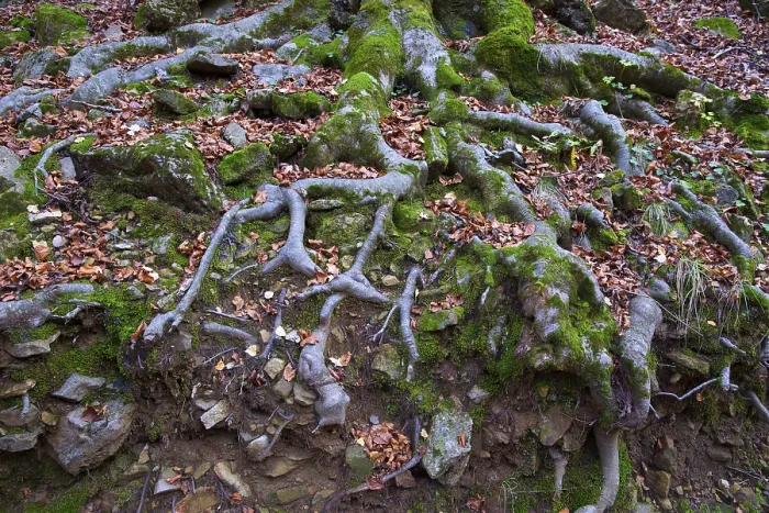 Framed Print : Autumn beech tree forest roots in Pyrenees Valle de Ordesa Huesca Spain Framed Print : Autumn beech tree forest roots in Pyrenees Valle de Ordesa Huesca Spain