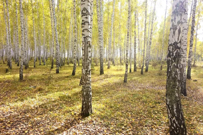 Framed Print : Autumn birch forest Framed Print : Autumn birch forest