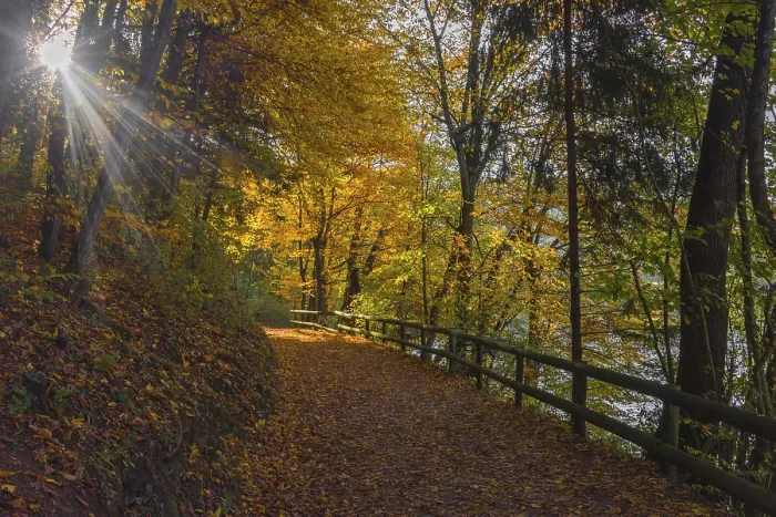 Framed Print : Autumn colorful morning in the forest near Graz