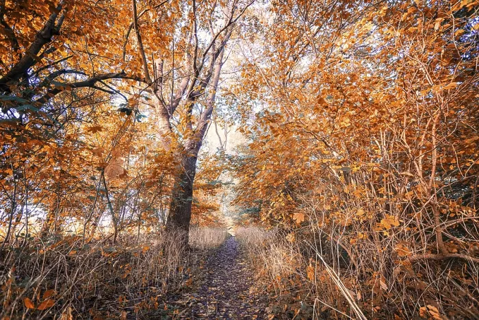 Framed Print : Autumn colors in the forest with golden red leaves on the trees in the november fall Framed Print : Autumn colors in the forest with golden red leaves on the trees in the november fall