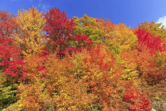 Framed Print : Autumn colors, Maples (Acer), Indian Summer Framed Print : Autumn colors, Maples (Acer), Indian Summer