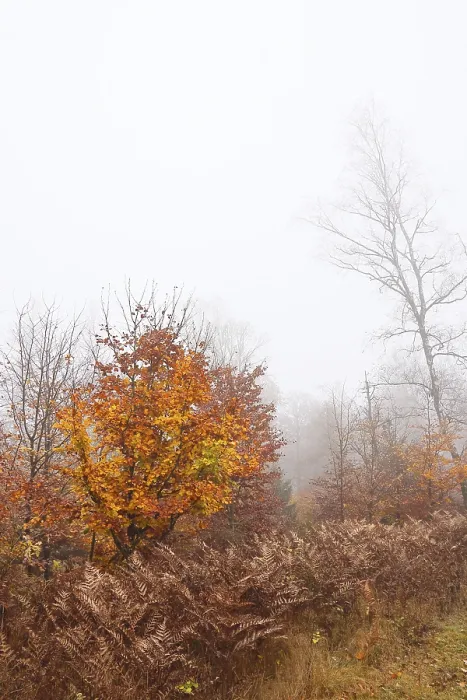 Framed Print : Autumn coloured forest in the fog