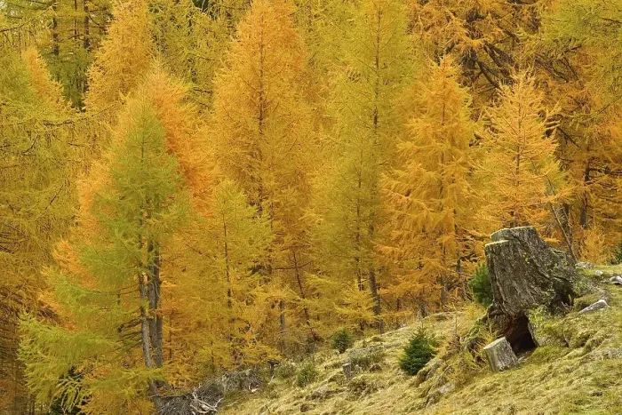 Framed Print : Autumn-coloured larches, Engadine