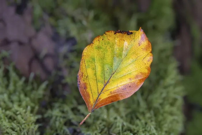 Framed Print : An autumn coloured leaf lying on moss in the forest