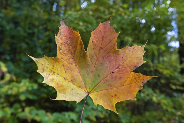 Framed Print : Autumn coloured leaf of a maple (acer) Framed Print : Autumn coloured leaf of a maple (acer)
