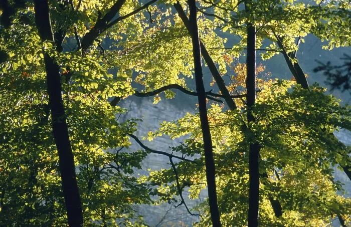 Framed Print : Autumn coloured leaves backlit in a deciduous forest
